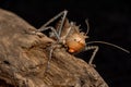 Armoured ground cricket Royalty Free Stock Photo