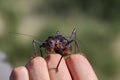 Armoured Ground Cricket Royalty Free Stock Photo