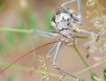 Armoured ground cricket Royalty Free Stock Photo