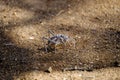 Armoured Ground Cricket, Corn Cricket, Armored Ground Katydid Acanthoplus armativentris, Bradyporidae Royalty Free Stock Photo