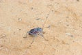 Armoured ground cricket Royalty Free Stock Photo