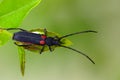 Armoured insect Royalty Free Stock Photo