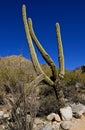 Arms of an old cactus tree in the desert