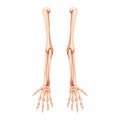 Arms Skeleton Human back Posterior dorsal view. Set of 3D hands, forearms, humerus, ulna, radius, phalanges Anatomically