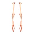 Arms Skeleton Human back Posterior dorsal view. Set of hands, forearms, humerus, ulna, radius, phalanges Anatomically