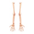 Arms Skeleton Human front view. Set of hands, forearms, humerus, ulna, radius, phalanges Anatomically correct realistic