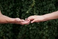 Arms of young couple in love, embracing. Close-up picture of romantic couple hands holding together in front of green leaves wall