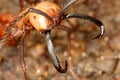 Army ant Royalty Free Stock Photo