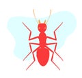 Army Ant Royalty Free Stock Photo