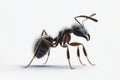 Army Ant isolated on solid white background. ai generative Royalty Free Stock Photo
