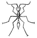 Army Ant, vintage illustration Royalty Free Stock Photo