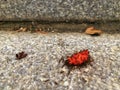 Army of Ants Eating Berry