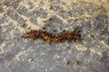 an army of ants kills earthworm Royalty Free Stock Photo