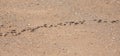 Army ants marching over bare ground