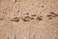 Army ants marching over bare ground