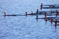 Army of Cormorants hunting for fish