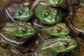 Army of frogs and turtles in a pond