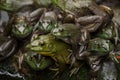 Army of frogs and turtles in a pond