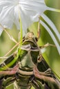 Army green moth (Daphnis nerii) on flower Royalty Free Stock Photo