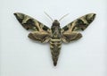 Army green moth