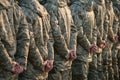 Army parade, military uniform soldier row march