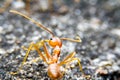 Army red fire ant Royalty Free Stock Photo