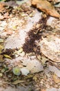 Army of west African driver ants in sunlight