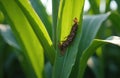 Armyworm eats maize leaves causing damage to corn. Insect pest attacks crop. Farming and agriculture problem in the field. Close Royalty Free Stock Photo