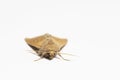 Armyworm moth, mythimna unipuncta, photographed. Photographed on white background. Close up