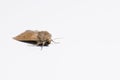 Armyworm moth, mythimna unipuncta, photographed. Photographed on white background. Close up