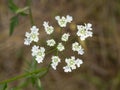 arnamus flower