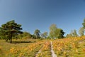 Arne Heath and Nature Reserve