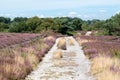 Arne Nature Reserve, Dorset, England, UK