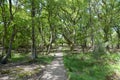 Arne Nature Reserve, Dorset