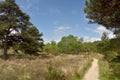 Arne Nature Reserve near Wareham