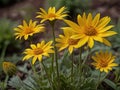 Arnica (Arnica montana)