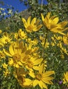 Arnica and Aspen Royalty Free Stock Photo