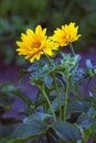 Arnica blossoms Royalty Free Stock Photo