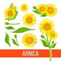 Arnica design elements. Set of flowers with leaves, buds and branches. Aromatherapy ingredient, herbal, medical item