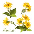 Arnica floral composition. Set of flowers with leaves, buds and branches.