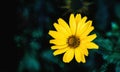 Arnica flower blossom on a dark green background