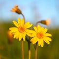 Arnica flower close up in summer mountains meadow Royalty Free Stock Photo