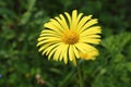 Arnica flower in a garden Royalty Free Stock Photo