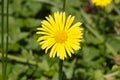Arnica flower in a garden Royalty Free Stock Photo