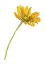 Arnica flower. Handmade watercolor painting illustration on a white background, work path