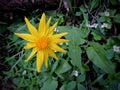 Arnica Flower, Heartleaf, close up macro in Banff National Park, Canada Royalty Free Stock Photo