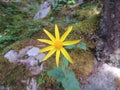 Arnica Flower, Heartleaf, close up macro in Banff National Park, Canada Royalty Free Stock Photo