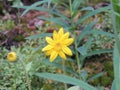 Arnica Flower, Heartleaf, close up macro in Banff National Park, Canada Royalty Free Stock Photo