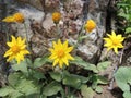 Arnica Flower, Heartleaf, close up macro in Banff National Park, Canada Royalty Free Stock Photo