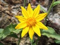 Arnica Flower, Heartleaf, close up macro in Banff National Park, Canada Royalty Free Stock Photo